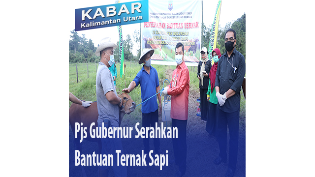 Pjs Gubernur Serahkan Bantuan Ternak Sapi