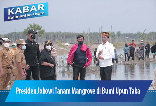Presiden Jokowi Tanam Mangrove di Bumi Upun Taka