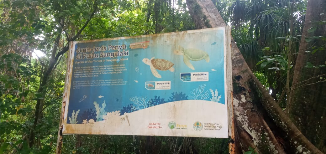 Pencurian Telur Penyu Masih Terjadi di Pulau Sangalaki