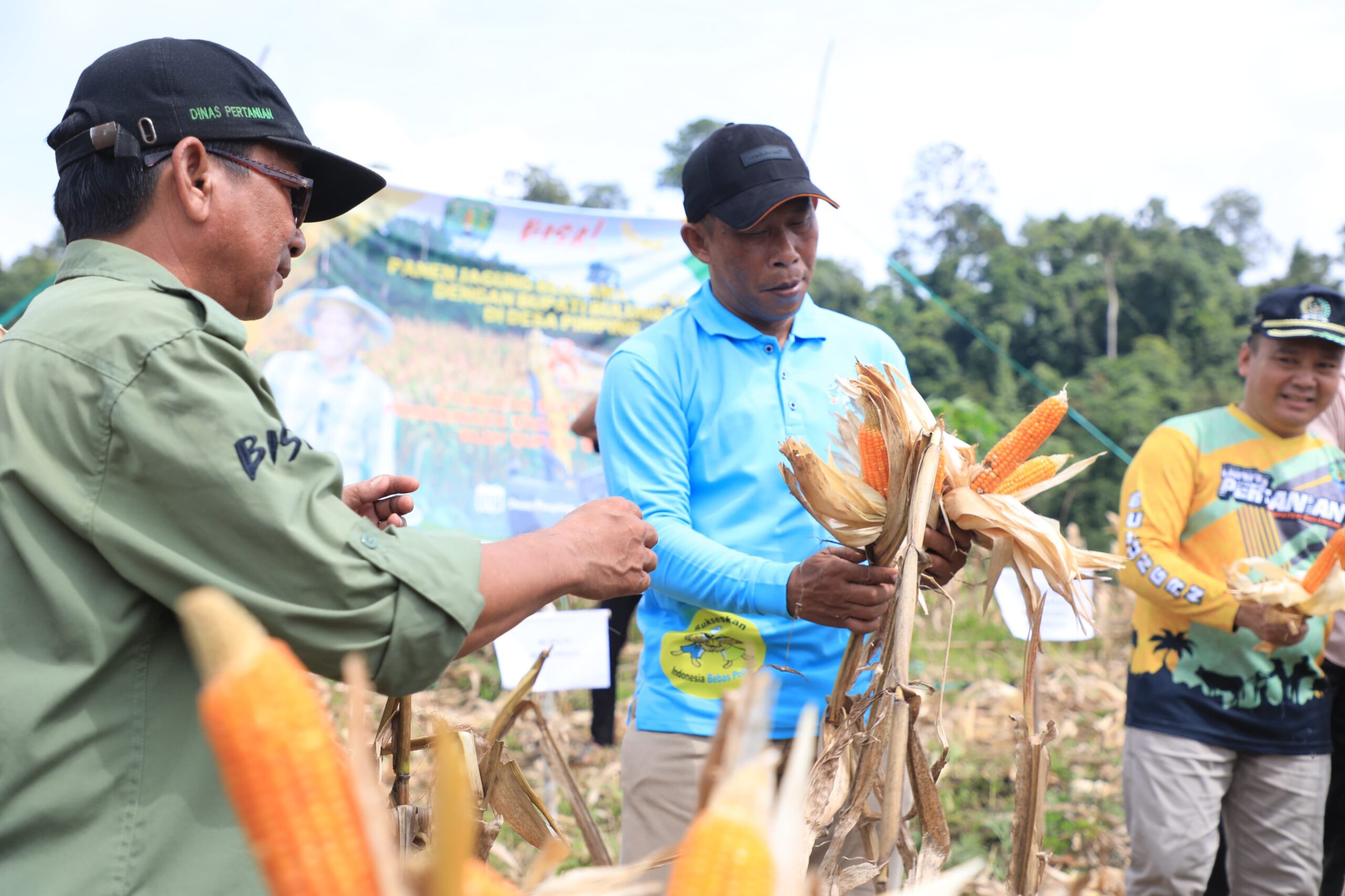 Genjot Produktivitas Jagung, Pemkab Bulungan Bagikan Benih hingga Saprodi