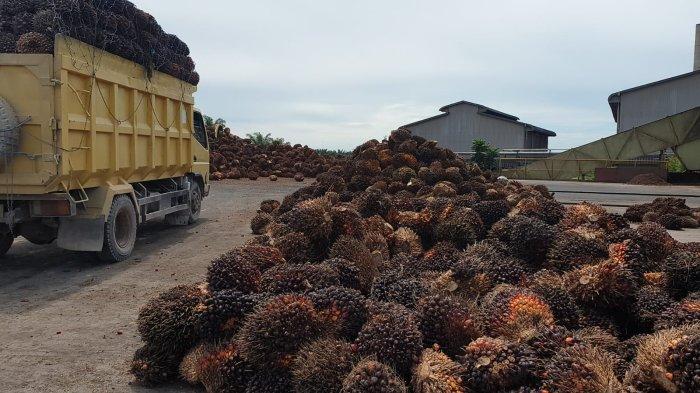 Jufri Budiman, Pemprov Kaltara Berpeluang Mendirikan Perusda Sektor Perkebunan Kelapa Sawit