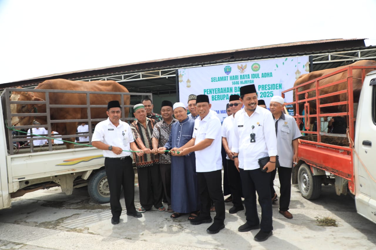 Sapi Kurban Bantuan Presiden Diserahkan ke Masjid Agung Istiqomah, Bobot Capai 730 Kg